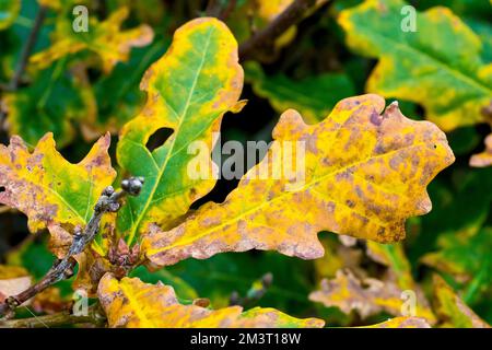 Englische oder pädagogische Eiche (quercus robur), Nahaufnahme der Blätter des Baumes, während sie im Herbst ihre Farbe wechseln. Stockfoto