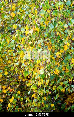 Silberbirke (betula pendula), Nahaufnahme mit einem bekannten hängenden Ast des Baumes, während die Blätter im Herbst ihre Farbe wechseln. Stockfoto