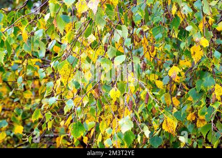 Silberbirke (betula pendula), Nahaufnahme mit einem bekannten hängenden Ast des Baumes, während die Blätter im Herbst ihre Farbe wechseln. Stockfoto