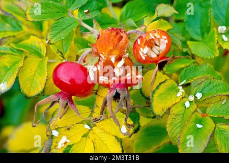 Wilde oder japanische Rose (rosa rugosa), Nahaufnahme der großen roten Samenschoten oder Hüfte des Strauchs, die von Vögeln geöffnet werden, um an die Samen im Inneren zu gelangen. Stockfoto