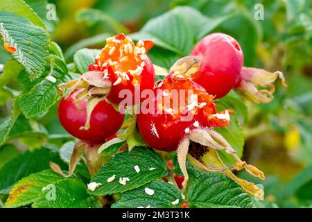 Wilde oder japanische Rose (rosa rugosa), Nahaufnahme der großen roten Samenschoten oder Hüfte des Strauchs, die von Vögeln geöffnet werden, um an die Samen im Inneren zu gelangen. Stockfoto
