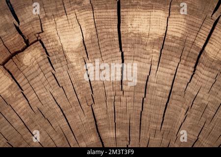 Querschnitt eines 100 Jahre alten gesägten Baumstamms mit Rissen. Hintergrund. Holzring, Kreis, Fotografie, Holz - Material Stockfoto