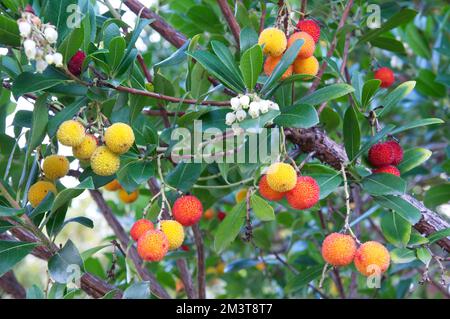 Die Blüten und essbaren Früchte des Arbutusbaums (Arbutus unedo). AUCH BEKANNT ALS der Erdbeerbaum, ein immergrüner Strauch, der im Mittelmeer und in Westeuropa heimisch ist. Stockfoto