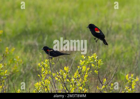 Rotflügel-Amseln, hoch oben zwischen Frühlingsblumen. Stockfoto