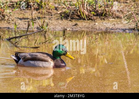 Mallard drake schwimmt im Mingo-Sumpf. Stockfoto