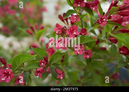 Rote Blüten der üblichen bristol-Rubin-Weigela im Garten. Sommer und Frühling. Stockfoto