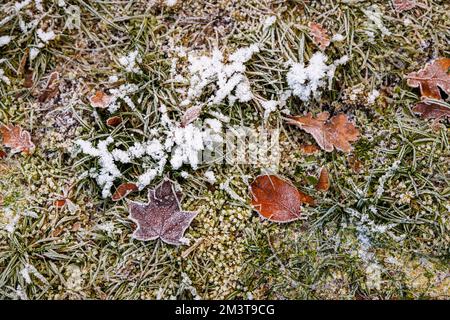 Frost- und Eiskristalle auf gefallenen gemischten Blättern auf einem Rasen in einem Garten bei sehr kaltem Wetter und niedrigen Wintertemperaturen, Surrey, Südostengland Stockfoto