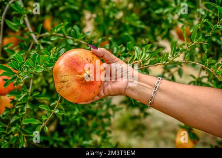 Frauenhände pflücken die Granatapfelfrucht Stockfoto