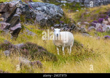 Einsame Schafe, die in den schottischen Highlands in langem Gras und Heidekraut in einer felsigen Landschaft in der Nähe von Ullapool grasen Stockfoto