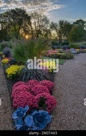 Die Herbstgärten des Cantigny Park im DuPage County, Illinois, sind von Müttern und anderen Pflanzen geprägt Stockfoto