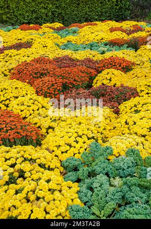 Die Herbstgärten des Cantigny Park im DuPage County, Illinois, sind von Müttern und anderen Pflanzen geprägt Stockfoto