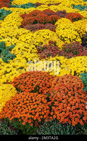 Die Herbstgärten des Cantigny Park im DuPage County, Illinois, sind von Müttern und anderen Pflanzen geprägt Stockfoto