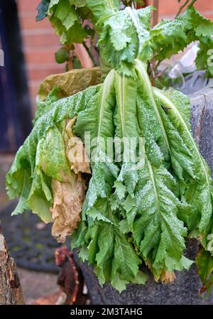 Laubpflanzen welken im Frost Stockfoto