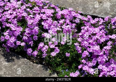 Anbau, Phlox, Garten, Edge, Kriechgang, Pflanze, Blüte, Kriecher Stockfoto