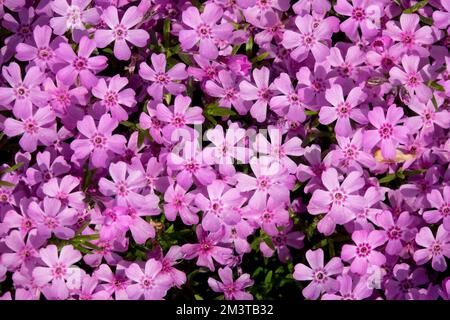 Phlox subulata „Zwergenteppich“, schleichender Phlox, Pink, Phloxes, Blooming, Stauden Stockfoto