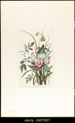 Meerfink : Fringilla martima, Wils. 1, M & 2, weiblich. Carolina Rose. Rosa carolina. c.1 v.1 Platte 93 , Vögel, Rosen, Seespindel. Die Vögel Amerikas - aus Originalzeichnungen von John James Audubon Stockfoto