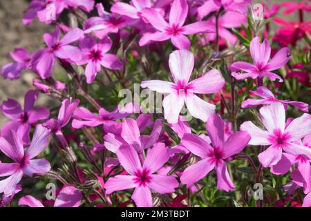 Woodland Phlox, Phlox divaricata 'Chattahoochee', Wild Sweet William, Forest Phlox, Pink Phlox, Schleichender Phlox, Nahaufnahme, Blume Stockfoto