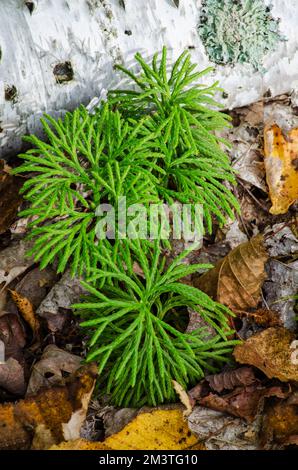 Flechten und ein Birkenholz liegen auf dem Waldboden, Door County, Wisconsin Stockfoto