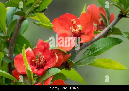 Chaenomeles speciosa „Cardinalis“, Chaenomeles, Blume, Rot, Quince, Blüten, Zweig, Blüte, Chaenomele „Cardinalis“ Stockfoto