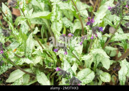 Lungwurz, Pulmonaria longifolia, variegiert, Blätter, Pulmonaria, Garten, langblättrige Lungenkraut, Pflanze, Frühling, Pulmonaria longifolia „Diana Clare“ Stockfoto