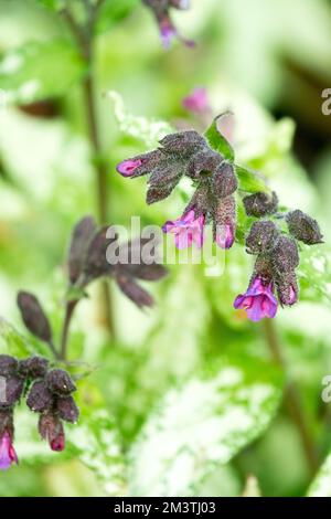 Pulmonaria, Frühling, Blätter, Lungenkraut, Blume, Pulmonaria longifolia, Blüte, Nahaufnahme, Langblatt-Lungenkraut, Blüte Stockfoto