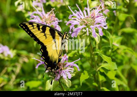 Nahaufnahme des östlichen Tiger-Schwalbenschwanz-Schmetterlings auf Bienenbalsam-Wildblume. Insekten- und Naturschutz, Lebensraumschutz und Gartenblumen Stockfoto