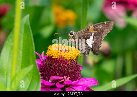 Silbergefleckter Skipper auf Zinnia Wildblume. Insekten- und Naturschutz, Lebensraumschutz und Blumengarten im Garten. Stockfoto