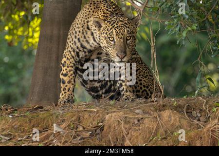 Ein Jaguar (Panthera onca) erhebt sich nach einem Nickerchen auf dem Cuiaba River im Pantanal von Brasilien. Stockfoto