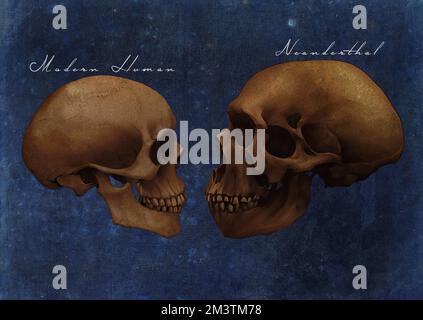 Neandertaler Archaic Extinct Human Skull Vs Modern Human Skull Comparison Art Study Old Textured Paper Vintage Antique Poster (Vintage-Version) Stockfoto