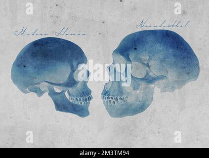 Neandertaler Archaic Extinct Human Skull Vs Modern Human Skull Comparison Art Study Old Textured Paper Vintage Antique Poster (Vintage-Version) Stockfoto