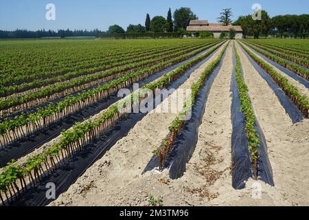 Landschaft in den südlichen Hügeln der alpen, Frankreich im Frühling an einem sonnigen Tag mit Reihen junger Weinberge Stockfoto