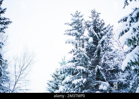 Winterszene in Nordeuropa mit wunderschönen schneebedeckten Fichtenbäumen. Stockfoto