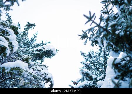 Winterszene in Nordeuropa mit wunderschönen schneebedeckten Fichtenbäumen. Stockfoto