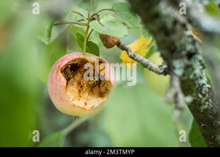 Hornissen oder Wespen, die einen Apfel fressen, der auf einem Baum wächst. Stockfoto