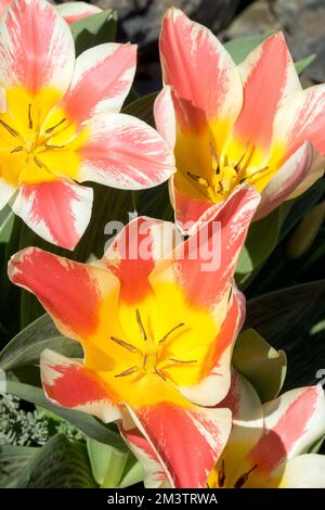 Greigii Tulip, Tulipa greigii 'Czaar Peter' Stockfoto