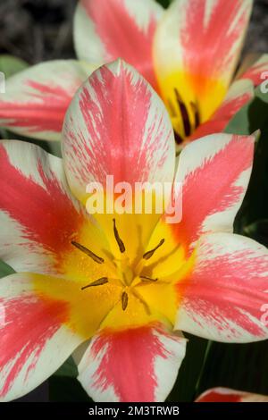 Greigii Tulip, Tulipa greigii „Czaar Peter“ Tulpenblume aus nächster Nähe Portrait, Blüte, blühende Bulbuspflanze Stockfoto