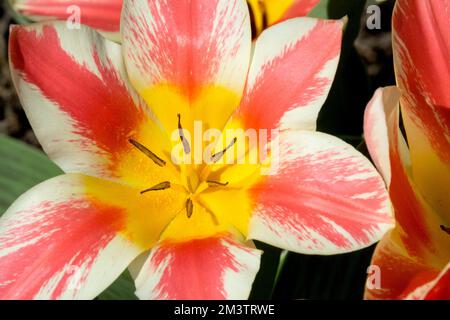 Greigii Tulip, Tulipa greigii „Czaar Peter“ Frühling, Blume, Tulpe, Orange, Frühling Nahblüte Stockfoto