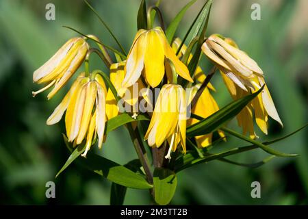 Crown Imperial Fritillary, Fritillaria imperialis 'Vivaldi', Flowers Spring, Pineapple Lily, Kings Crown Lily Stockfoto