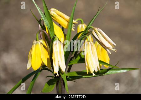 Kaiserliche Fritillare, Fritillaria imperialis „Vivaldi“, Blumengarten, Blume, Frühling Stockfoto