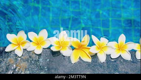 Tropische weiße gelbe Blumen Frangipani Plumeria schwimmt im Wasser. Spa-Swimmingpool. Ruhe und Frieden. Werbung für kosmetische Mittel Stockfoto