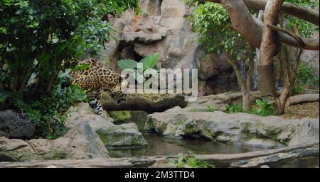 Gesichteter Jaguar geht im Dschungelwald auf einem Baumstamm spazieren. Wilder Panther. Stockfoto