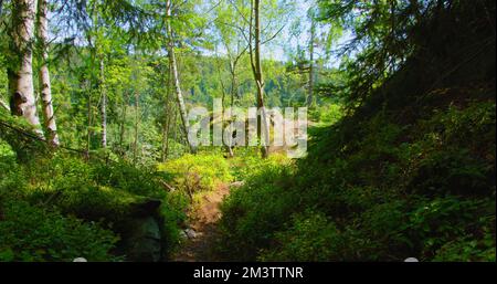 Schmale Straße im Sommerwaldwald. Grüne Büschelblätter. Leichter Wind, frische, saubere Luft. Friedliche und ruhige Landschaft. Sonnenstrahlen durchbrechen Kiefer Stockfoto