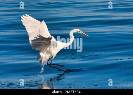 Wunderschönes weißes Reiher, das von der Ozeanoberfläche abhebt. Stockfoto