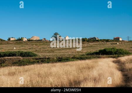 Ländliche Landschaft Nordspaniens, baskenland. Rinderweiden im Vorstadtgebiet Stockfoto