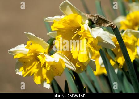 Krautig, Narzissen, Frühling, Jahreszeit, Lebhaft, Blumen, Narzissen, Orangerie, Blüten, Kultivar Stockfoto