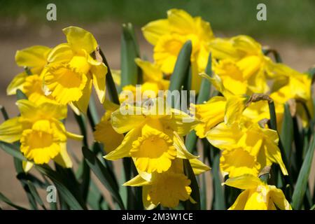 Zerlegungsbetriebe, Blumen, Garten, Hardy, Narzissen, Narzisse, Frühling, Pflanzen, Blüten, Gelbe Narzissen „Niederländischer Meister“ Stockfoto