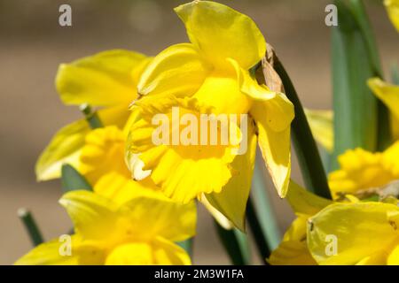 Gelb, Blüten, Narzissen, Narzissen „niederländischer Meister“ Gelbe Narzissen, Narzissen, Narzissen, Narzissen, Garten, Frühling, Blumen Stockfoto