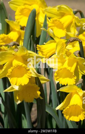 Frühling, Gelb, Narzissen, Gelbe Narzissen, Trompete Narzissen, Röhrenduft, Blume, Lebhaft, Blumen Narzisse „Niederländischer Meister“ Stockfoto