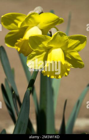 Gelb, Narzissen, Porträt, Röhre, Narzissen, Frühling, Garten, Lebhaft, Blumen, Narcissus „Daydream“ Stockfoto