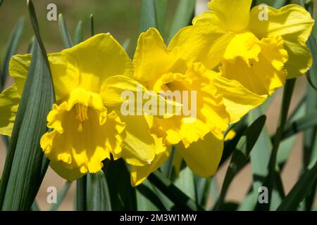 Gelbe Narzissen, Trompeten-Narzissen, Frühling, Garten, Narzissen „Arkle“ Stockfoto